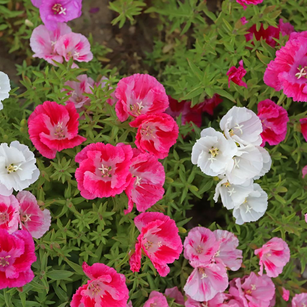 Godetia Pastel Posies Mixed Seeds - Clarkia