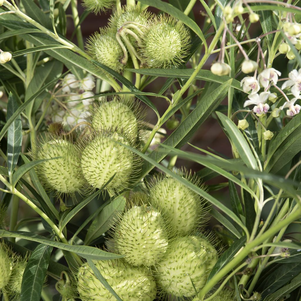 Gomphocarpus fruticosus - Narrowleaf Cottonbush seeds