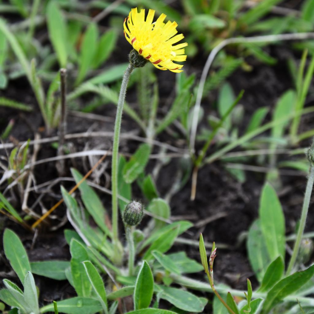 Pilosella officinarum seeds - Mouse-ear Hawkweed