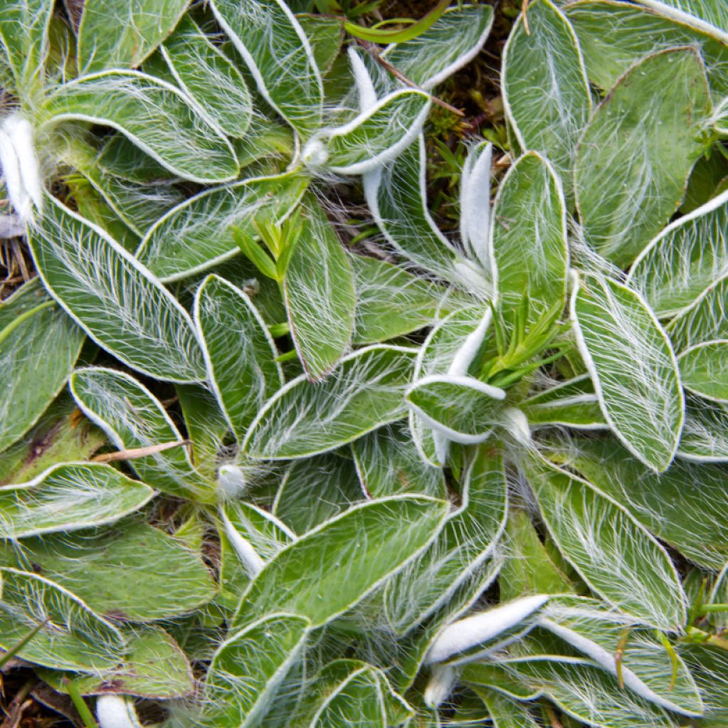 Pilosella officinarum seeds - Mouse-ear Hawkweed