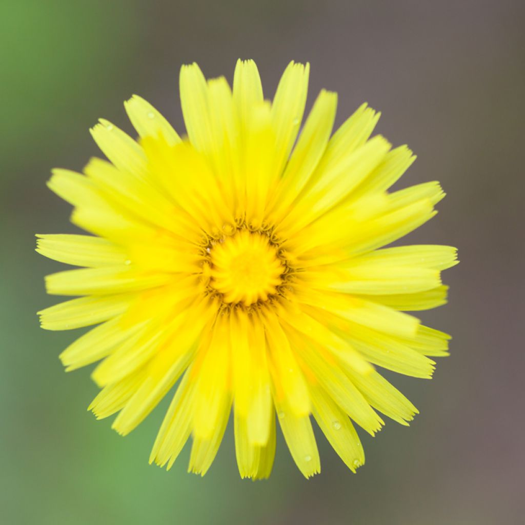 Pilosella officinarum seeds - Mouse-ear Hawkweed