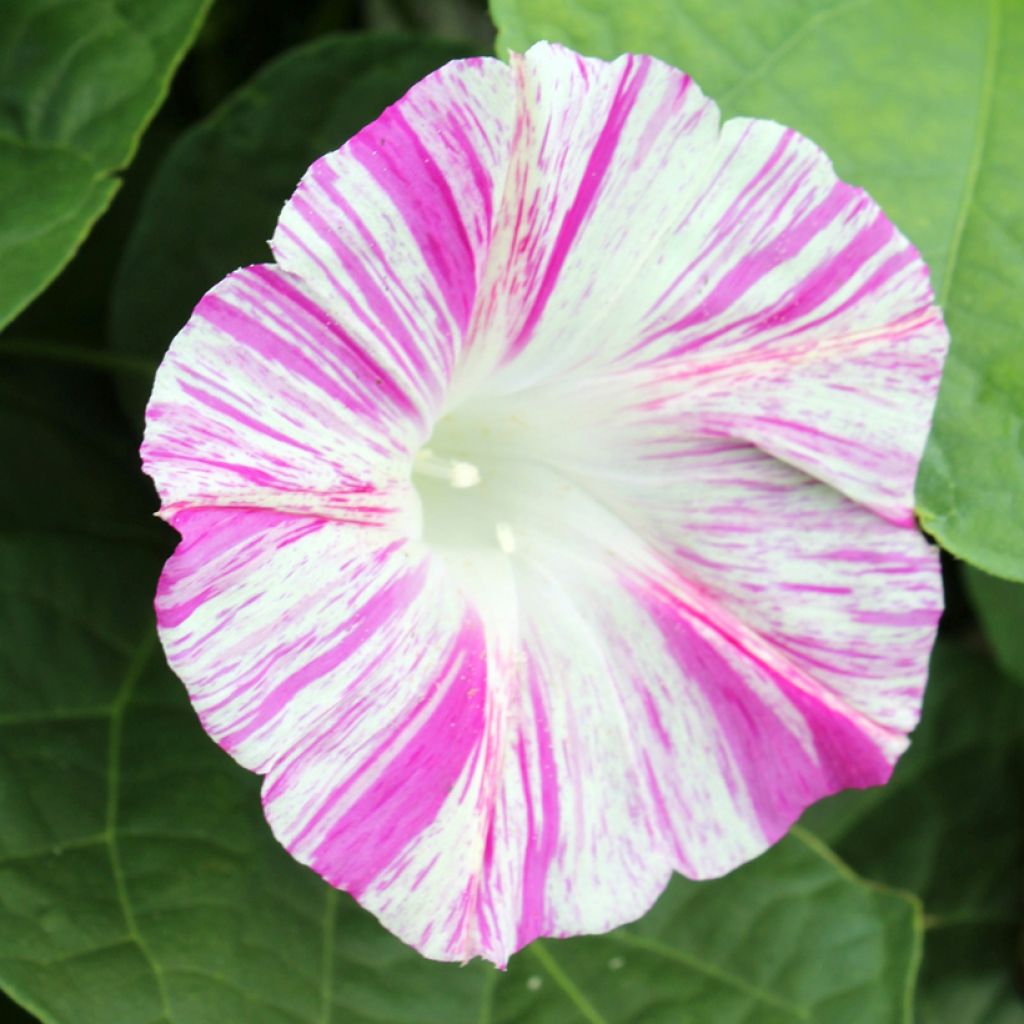 Ipomoea purpurea - Morning Glory Venice Pink seeds