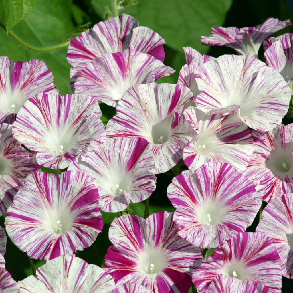 Ipomoea purpurea - Morning Glory Venice Pink seeds