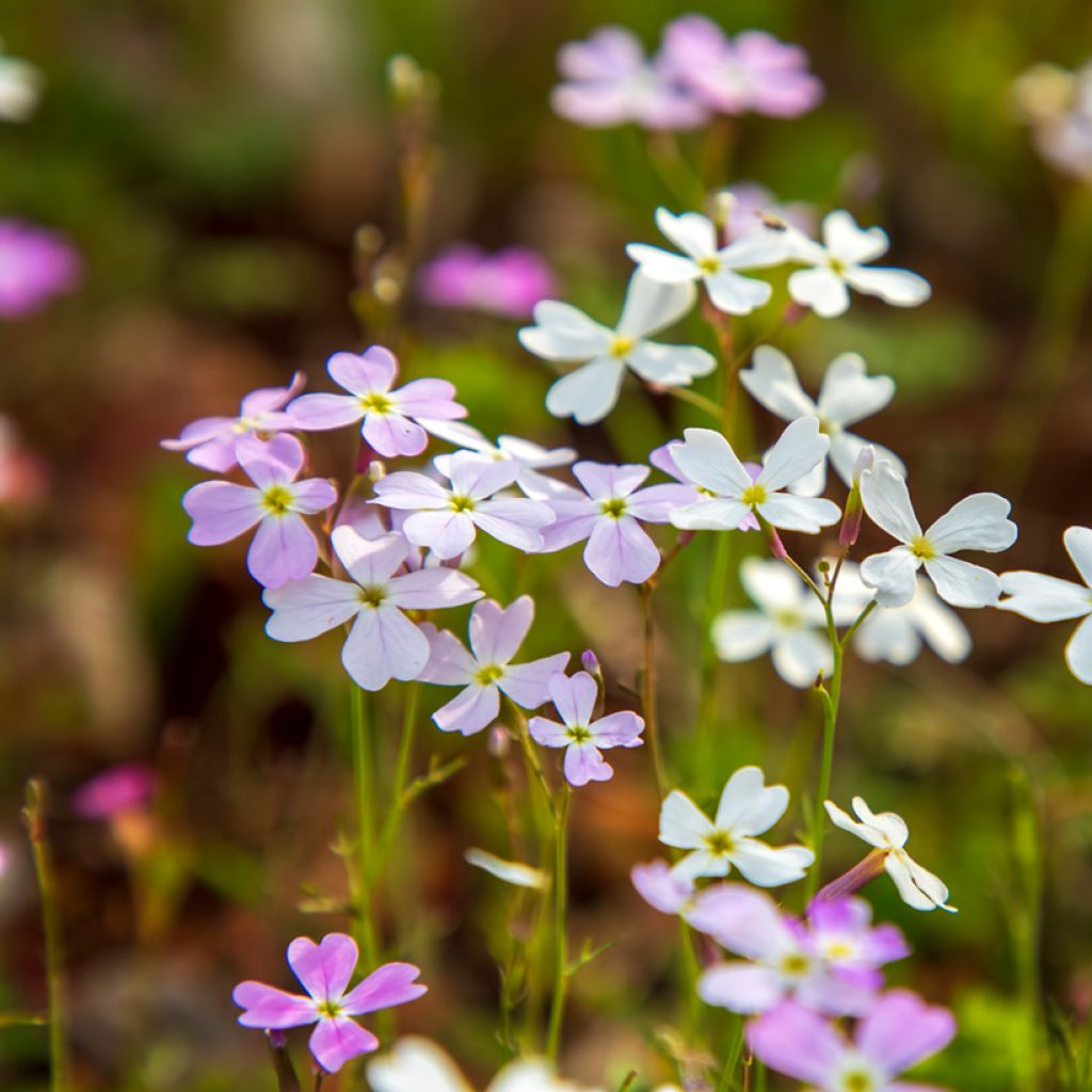 Malcolmia maritima - Virginia Stock seeds