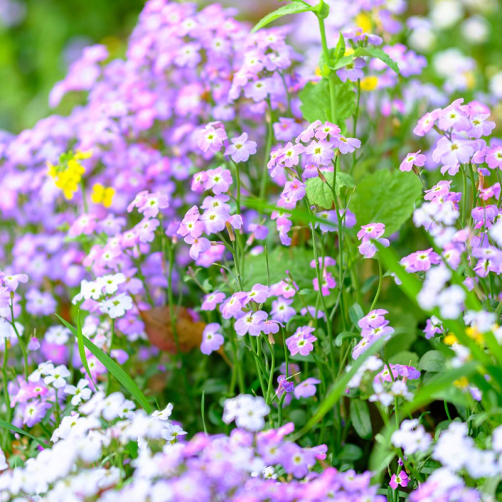 Malcolmia maritima - Virginia Stock seeds