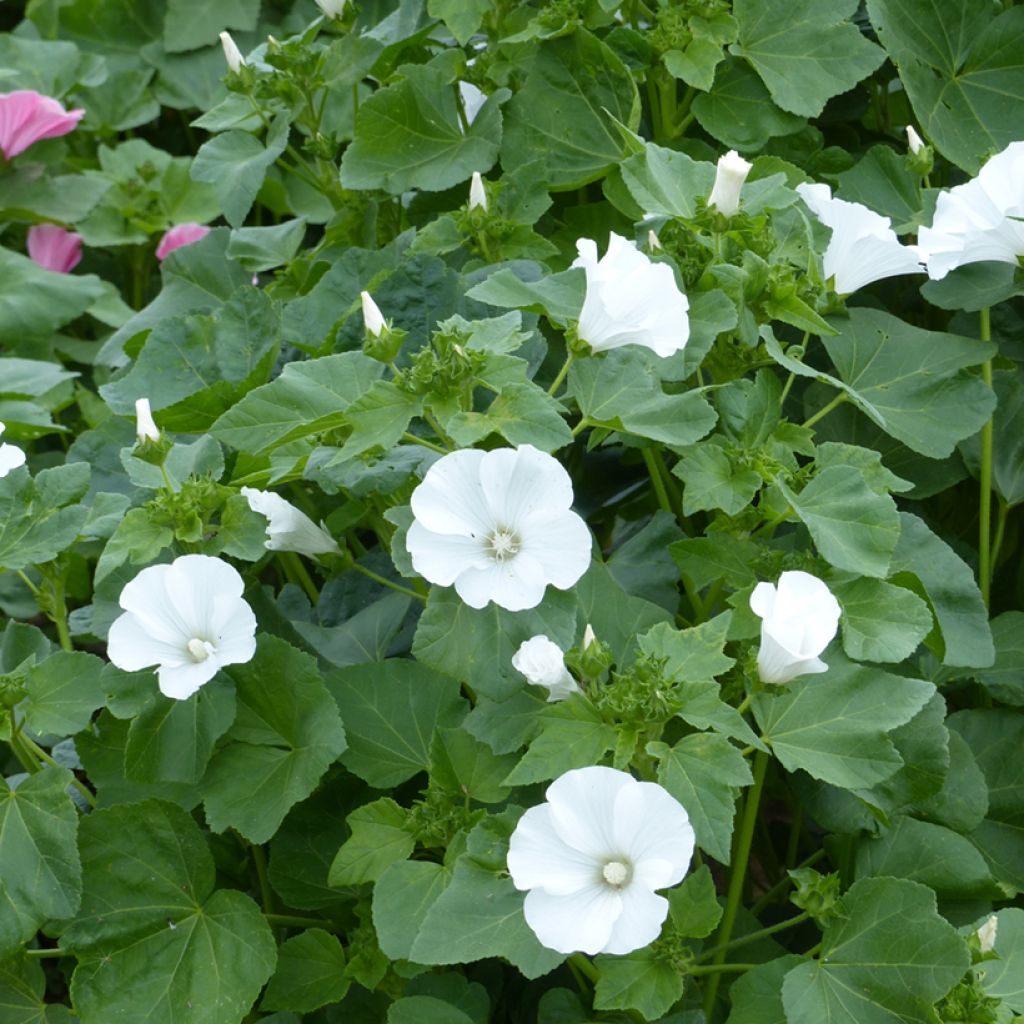 Lavatera trimestris Mont Blanc - Annual Mallow organic seeds