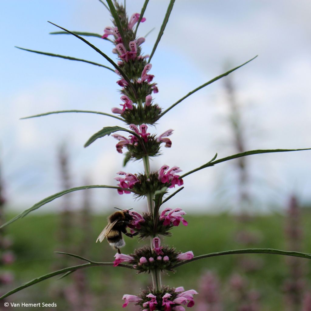 Salvia sclarea var. turkestanica Seeds - Clary Sage