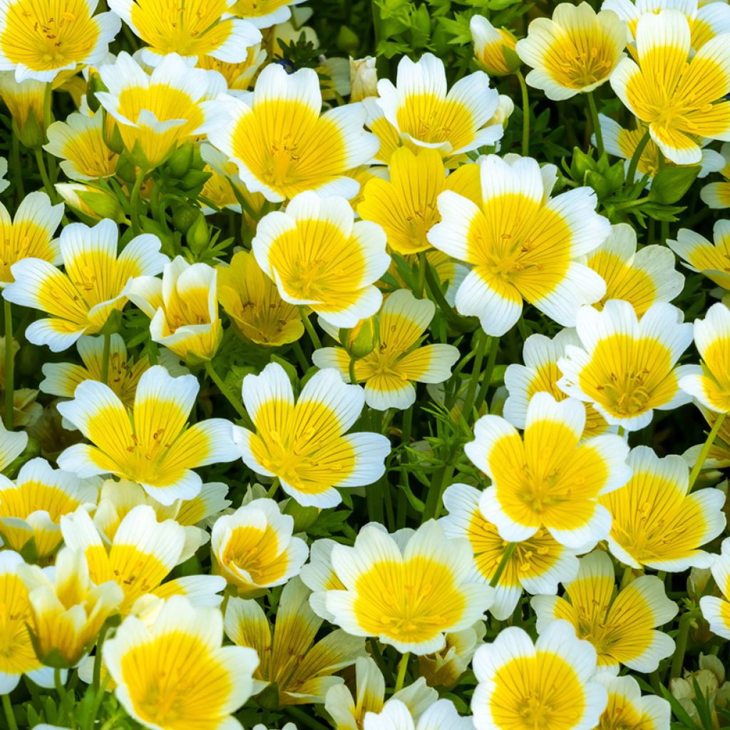 Limnanthes douglasii - Poached egg plant