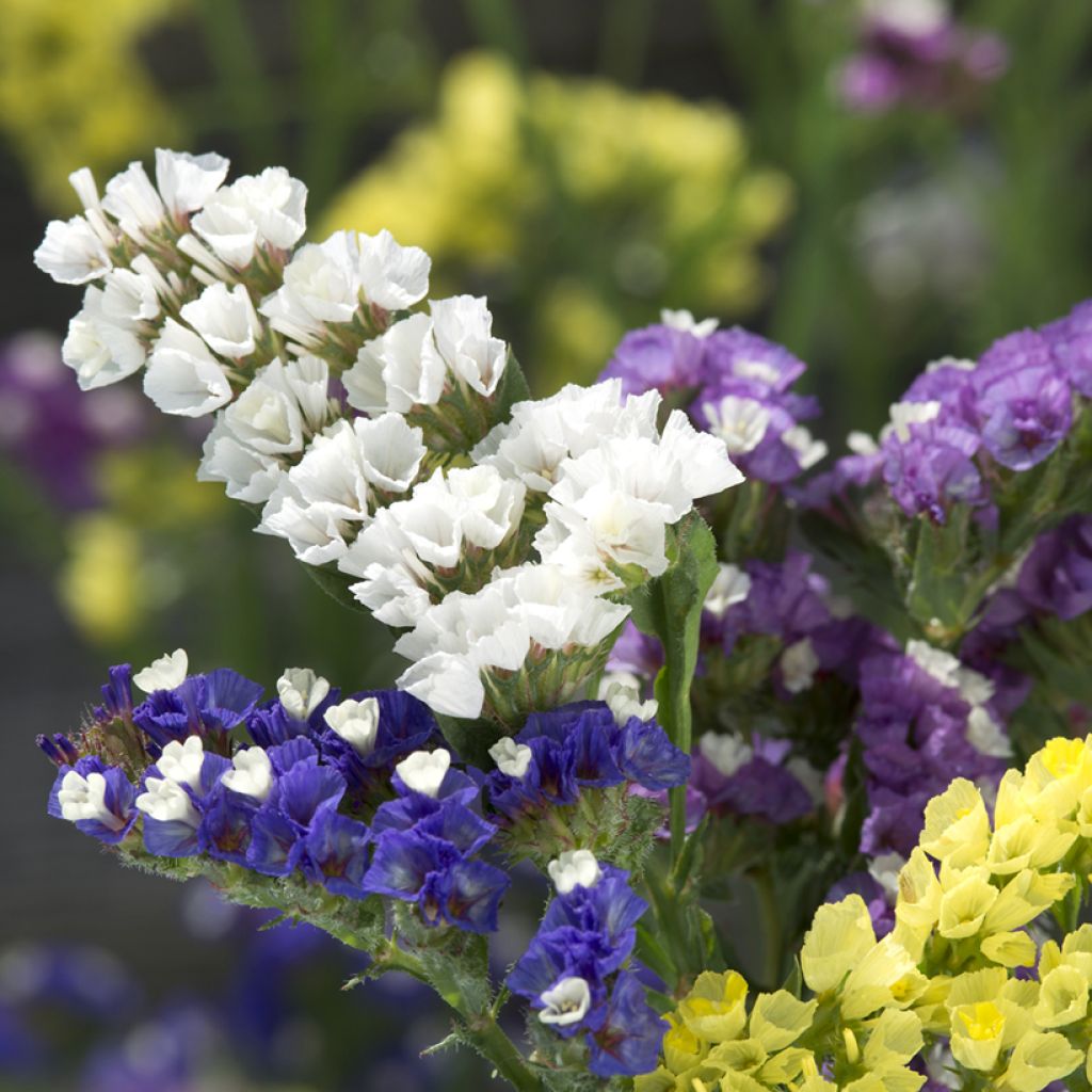 Limonium sinuatum Forever (mixed) -  Waved Sea Lavender seeds