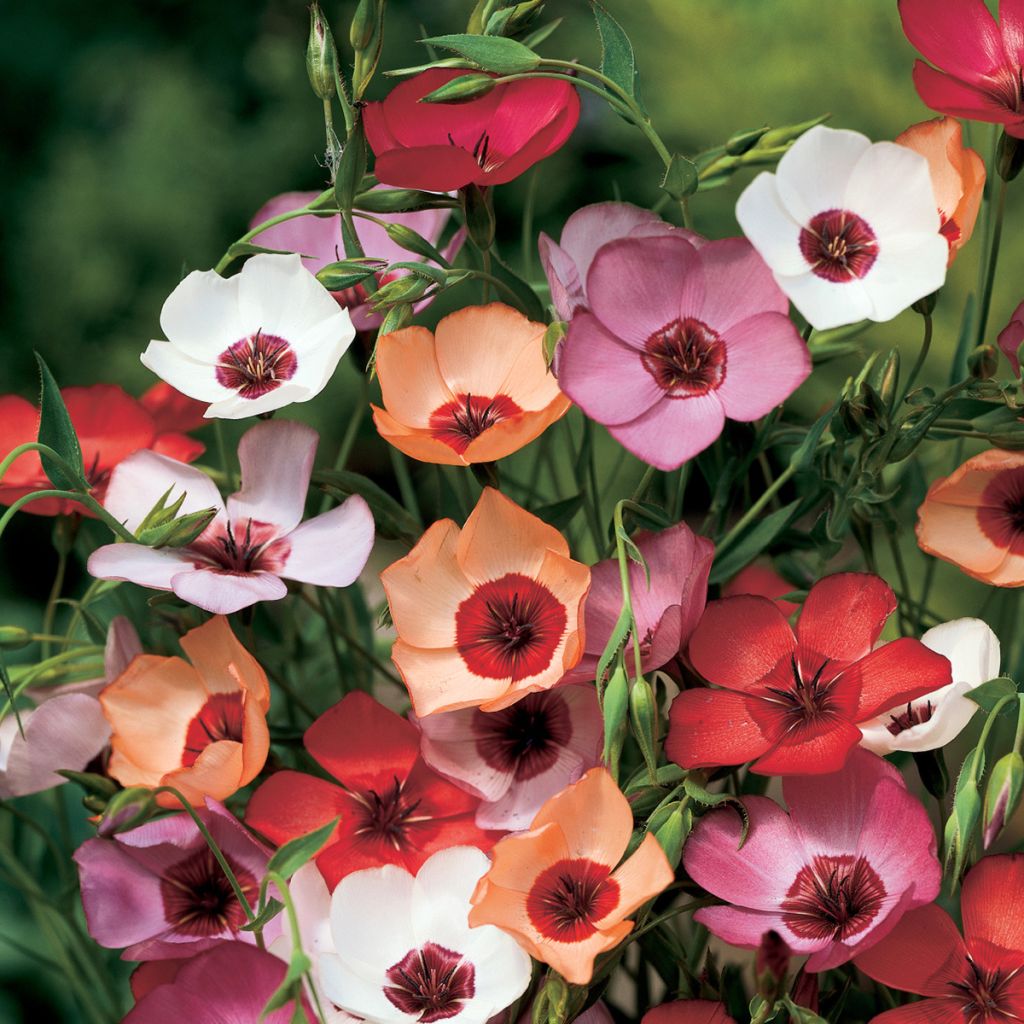 Linum grandiflorum Charmer Mix - seeds