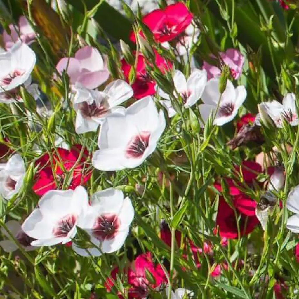 Linum grandiflorum Charmer Mix - seeds