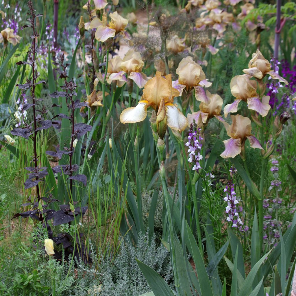 Linaria maroccana Licilia Azure