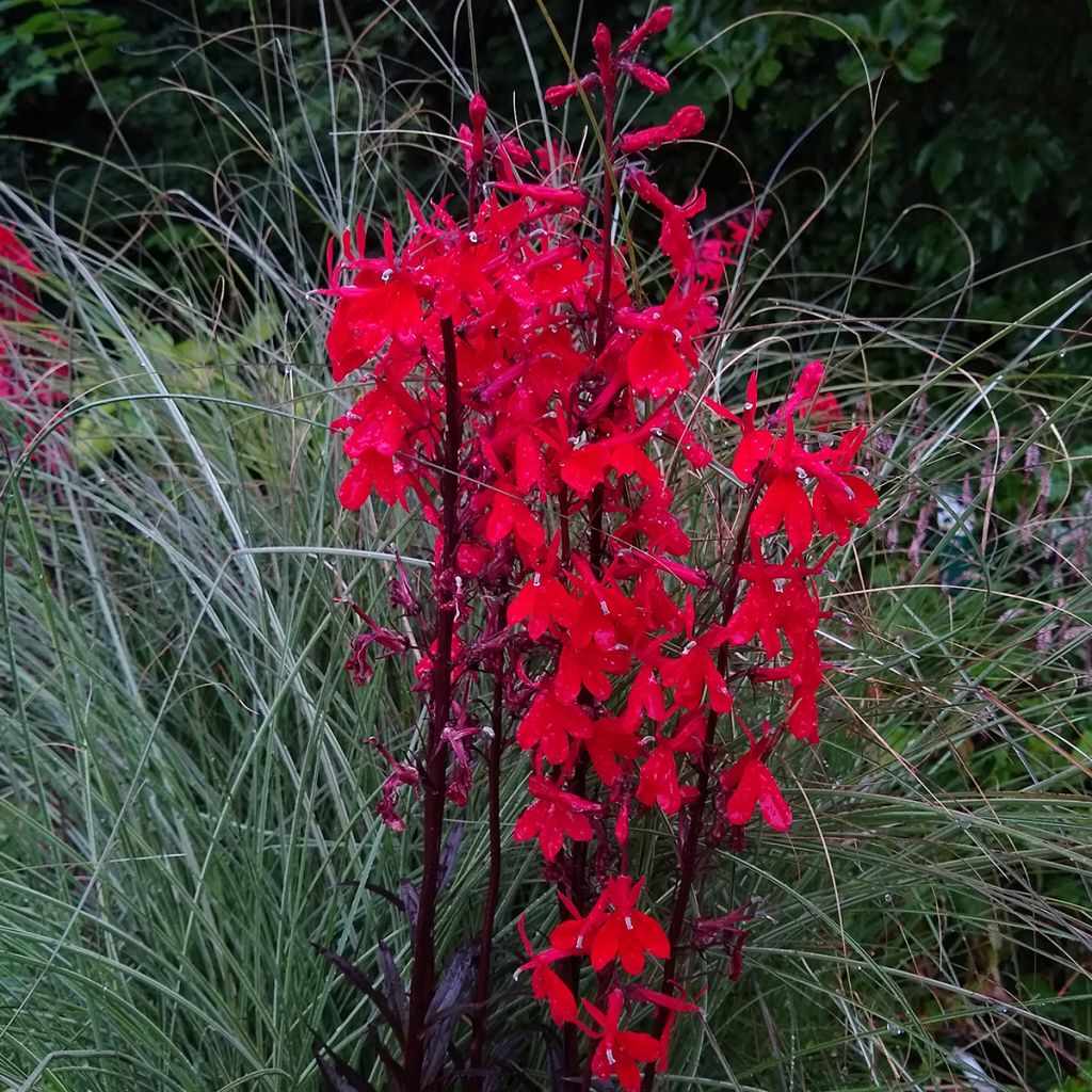 Lobelia cardinalis Queen Victoria - Cardinal Flower seeds