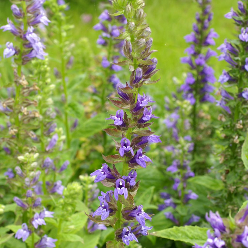 Lobelia siphilitica Clear Blue - seeds