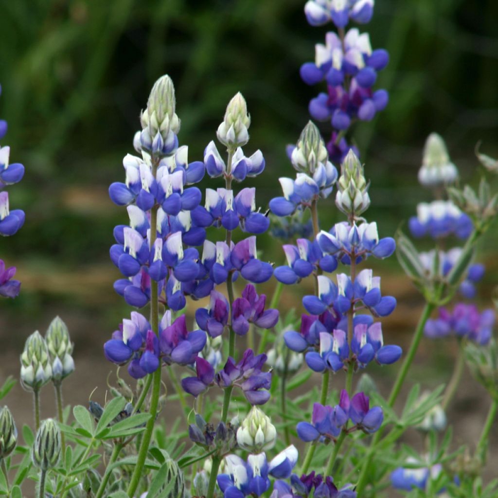 Lupinus nanus - Annual Lupin Seeds