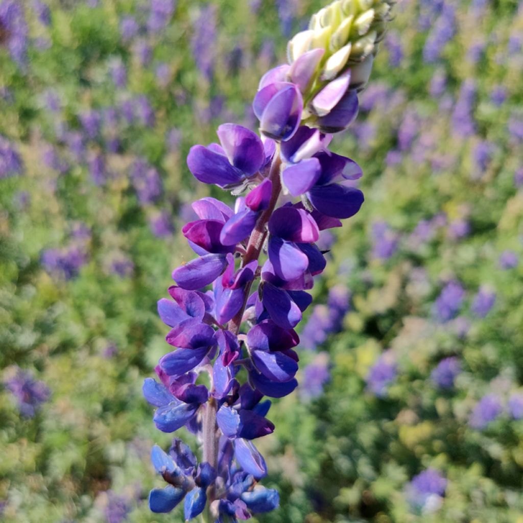 Lupinus hartwegii Avalune Blue - Annual Lupin Seeds