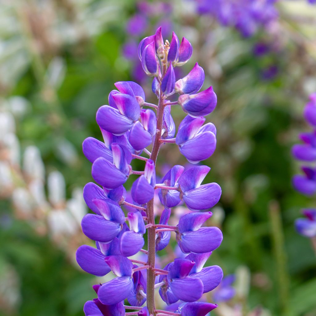 Lupinus perennis - seeds