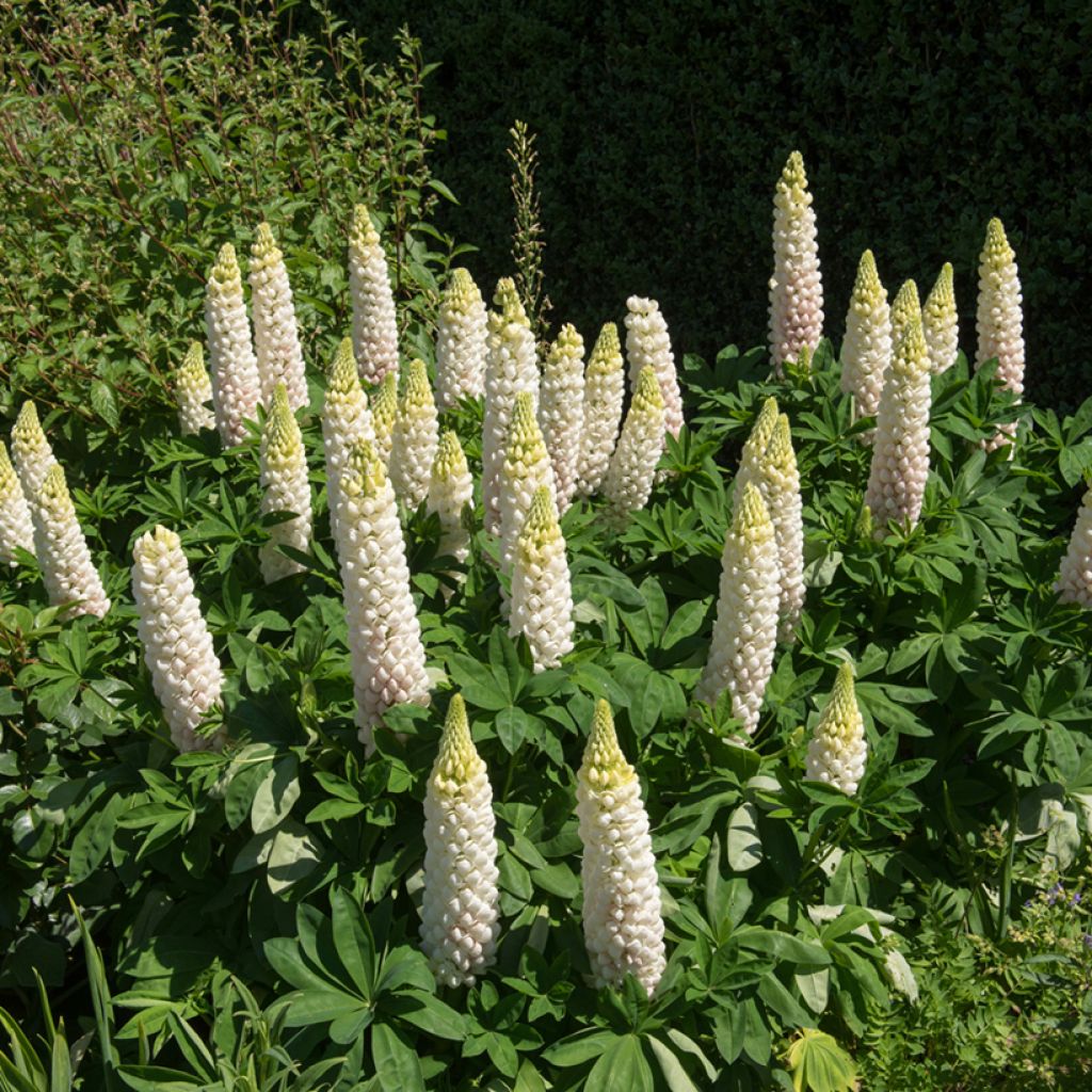 Lupinus polyphyllus Noble Maiden - Large-leaved Lupine