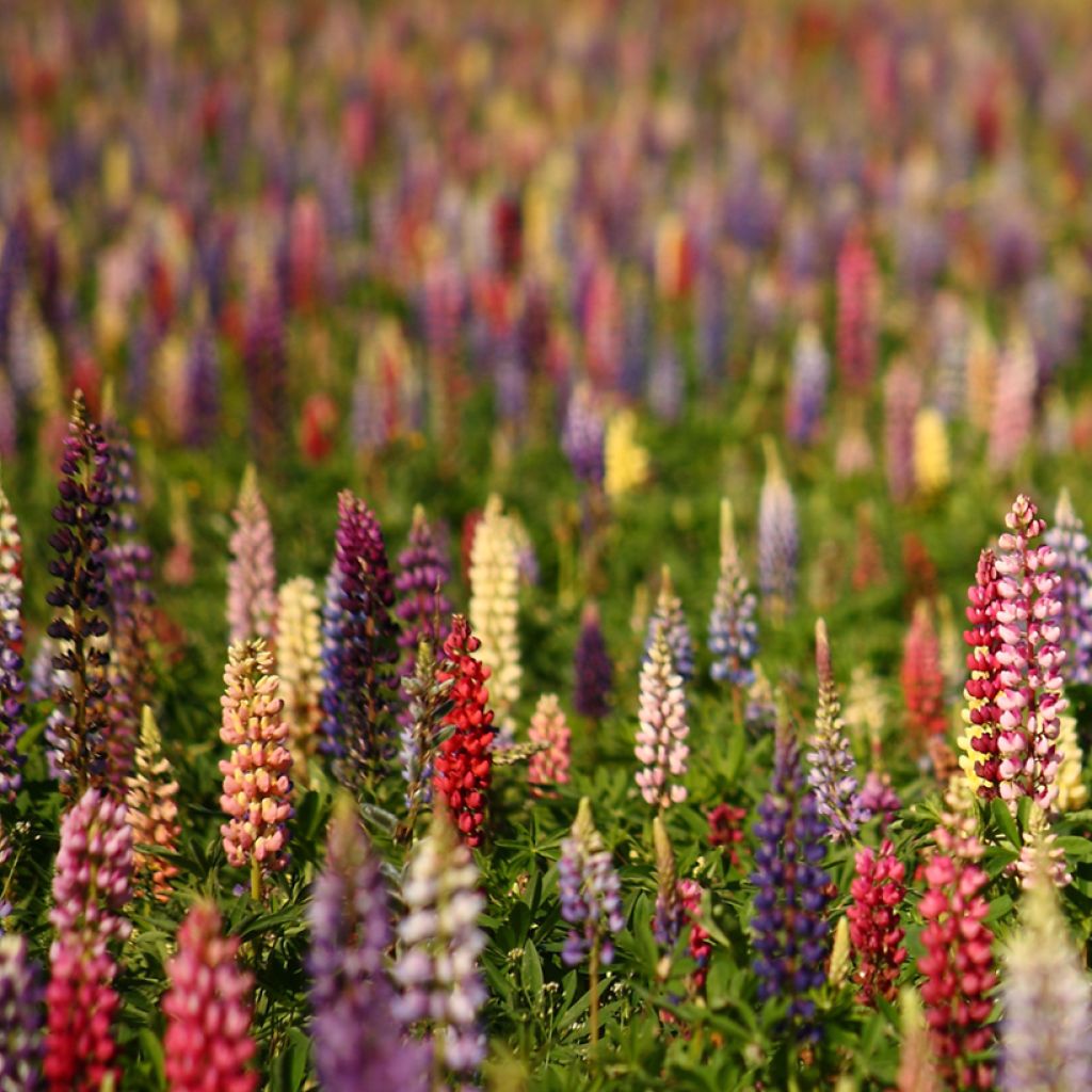 Lupinus polyphyllus Russell Hybrids Mix