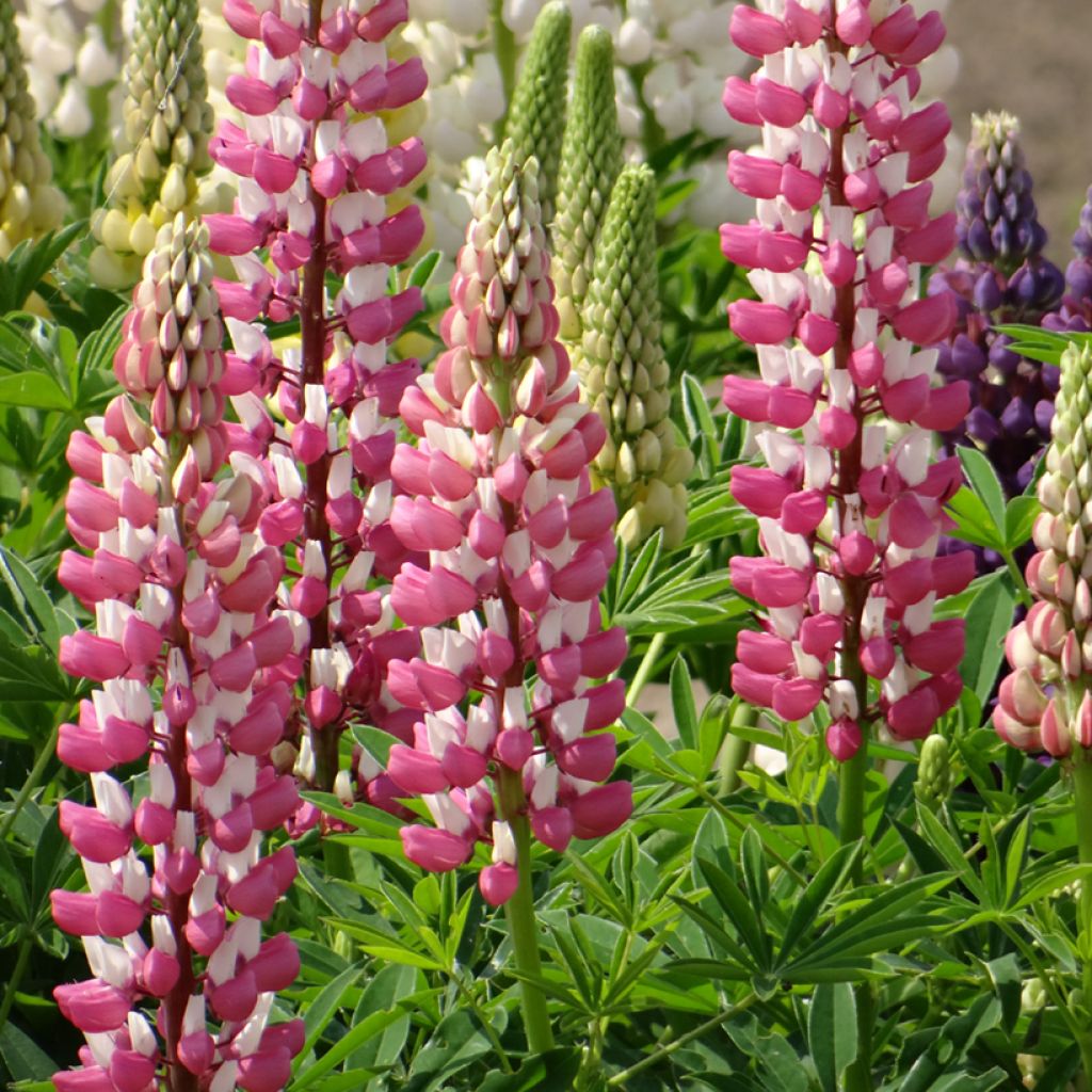 Lupinus The Châtelaine Seeds - Lupine