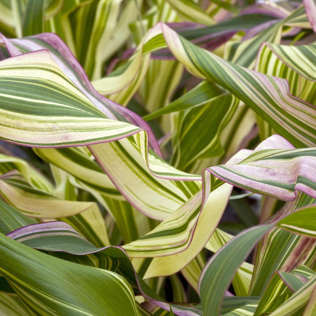 Zea mays Field of Dreams - Ornamental corn