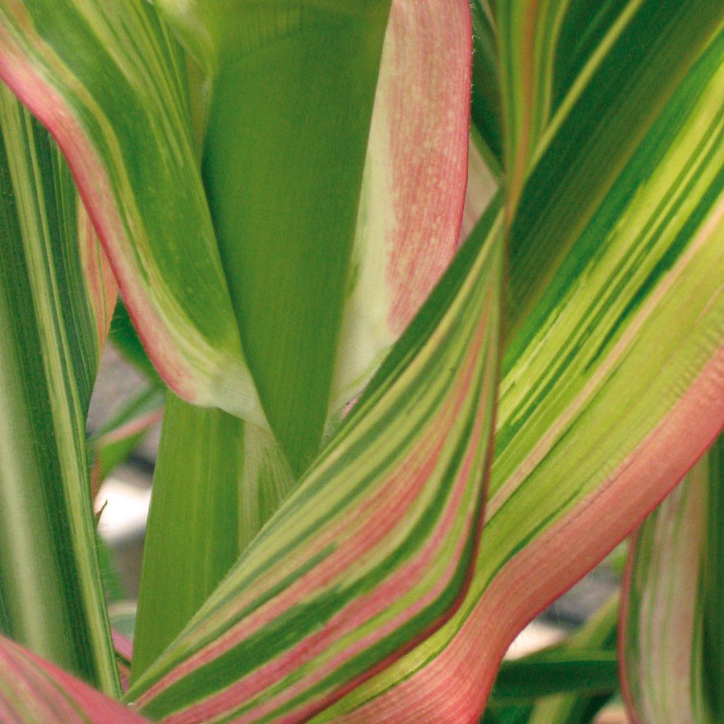 Zea mays Field of Dreams - Ornamental corn