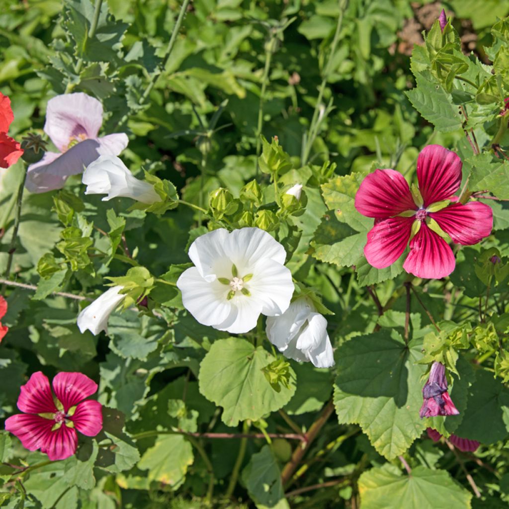 Malope trifida Alba - Mallowwort seeds