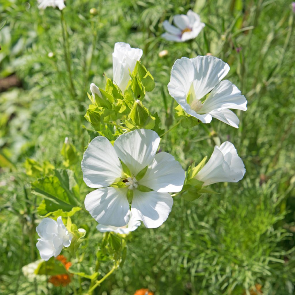 Malope trifida Alba - Mallowwort seeds