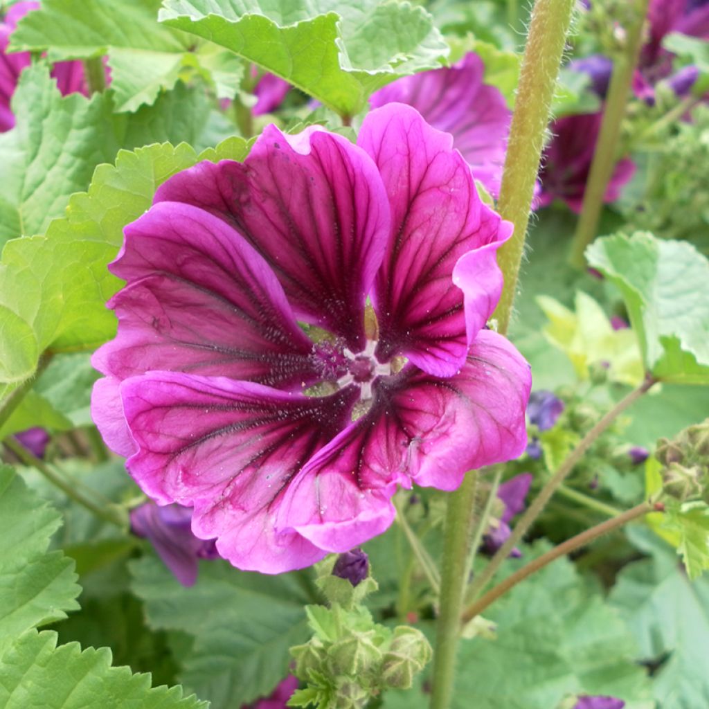 Malva sylvestris var. mauritiana Seeds - French mallow