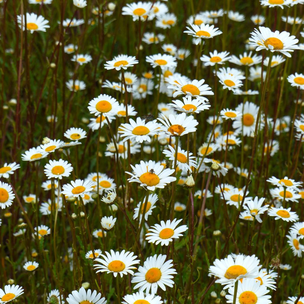 Leucanthemum vulgare - seeds