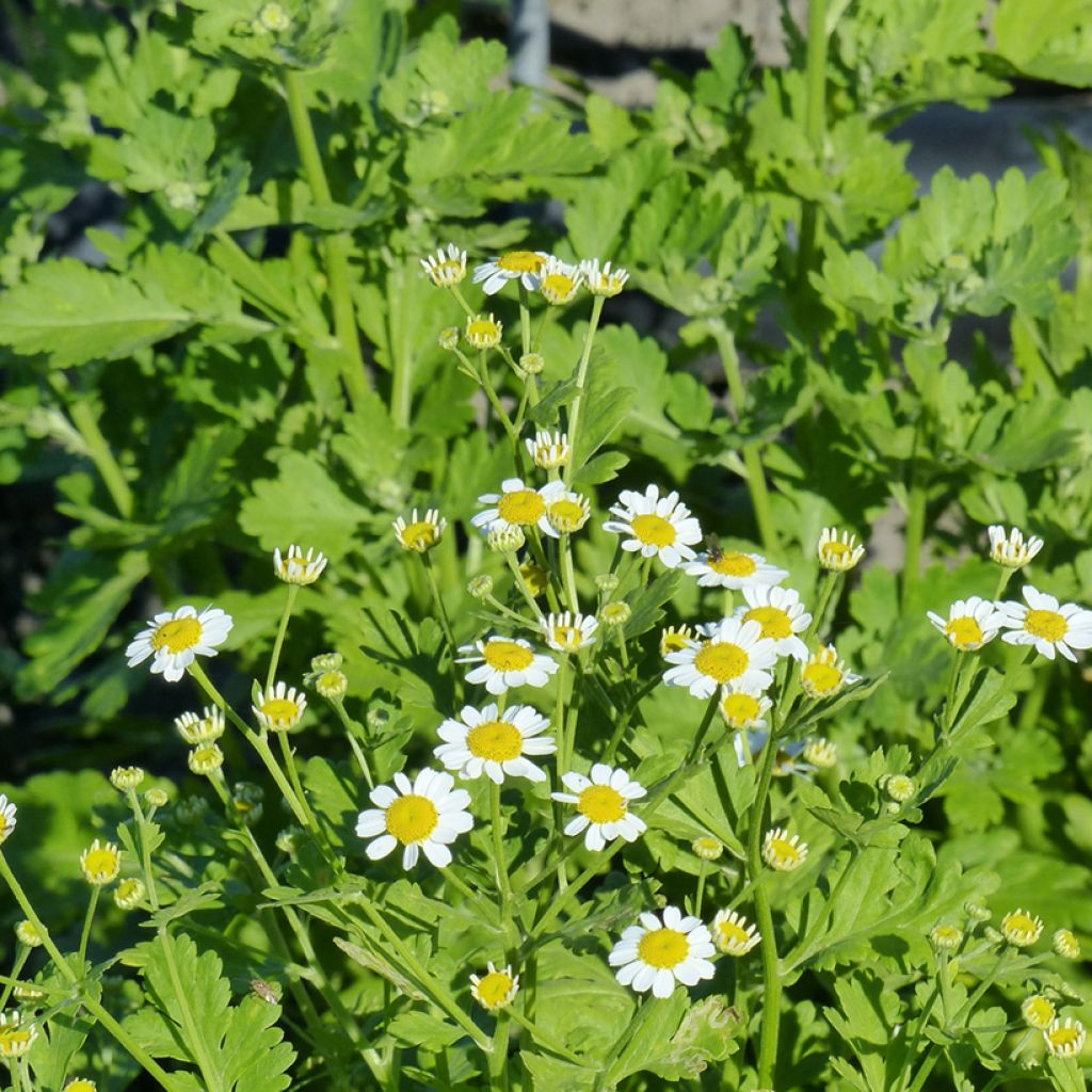 Tanacetum parthenium Tetra White Single Seeds - Feverfew