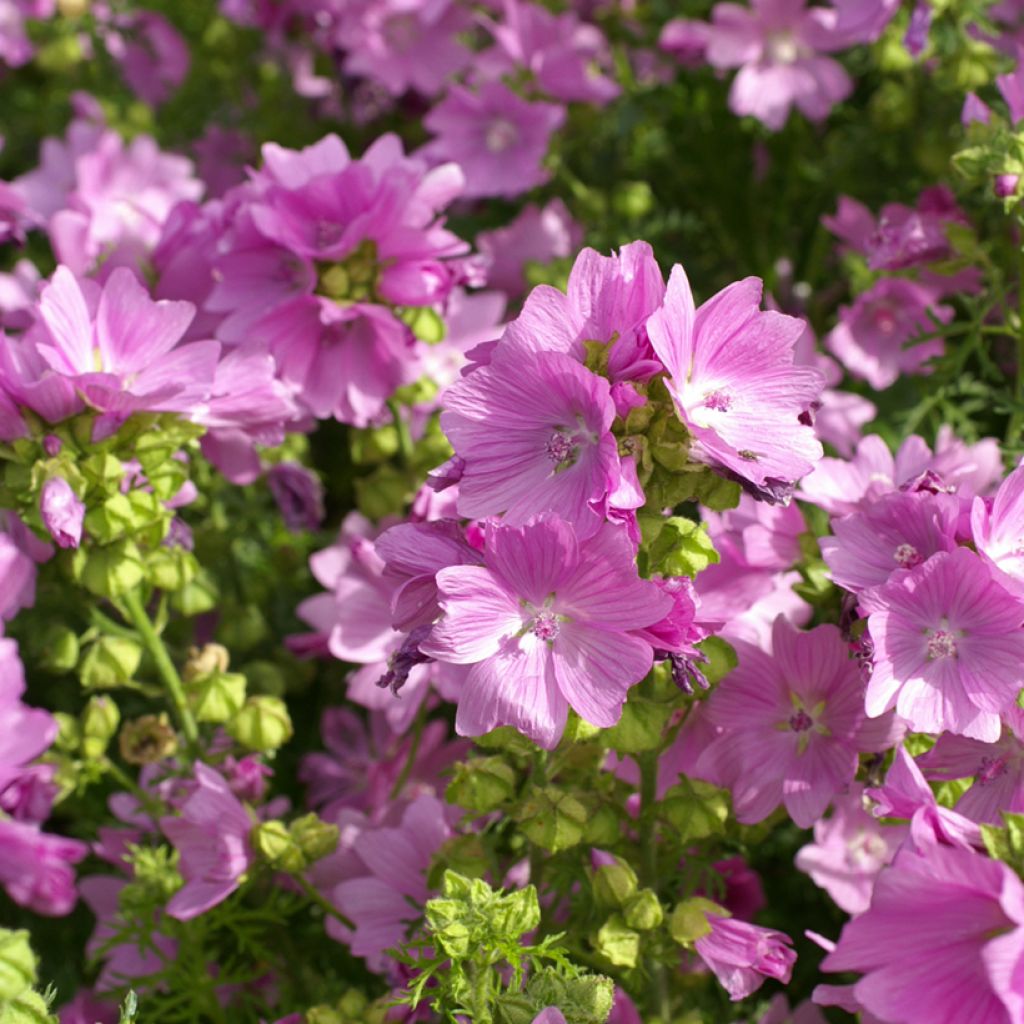 Malva moschata Rosea - seeds