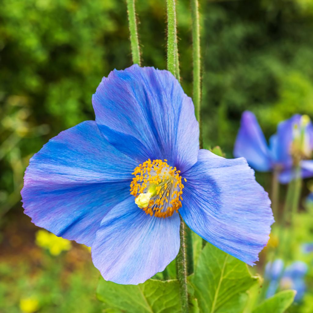 Meconopsis grandis Seeds - Blue Poppy