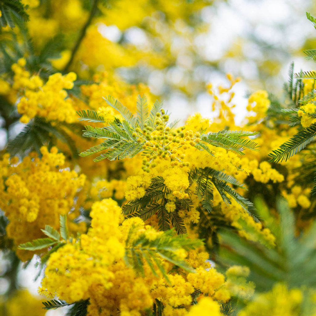 Acacia dealbata seeds - Winter Mimosa, blue wattle