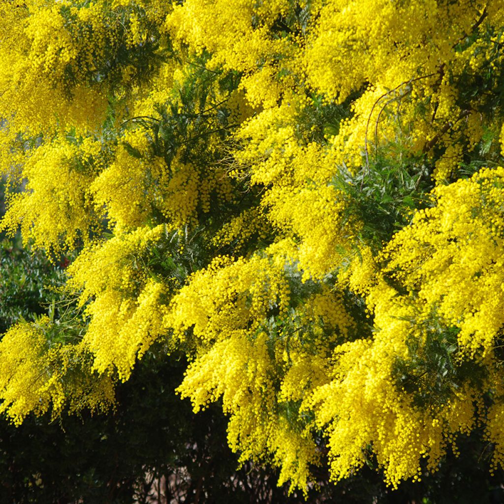 Acacia dealbata seeds - Winter Mimosa, blue wattle