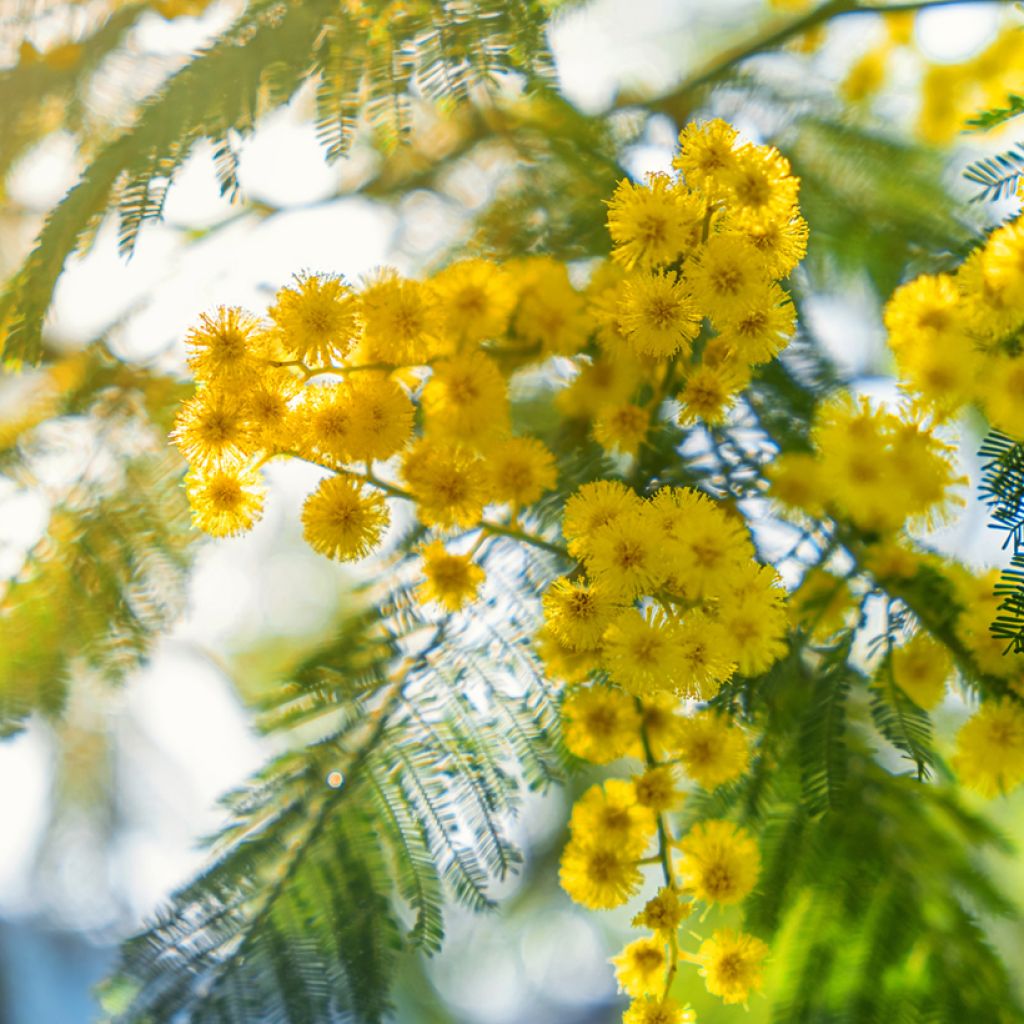 Acacia dealbata seeds - Winter Mimosa, blue wattle
