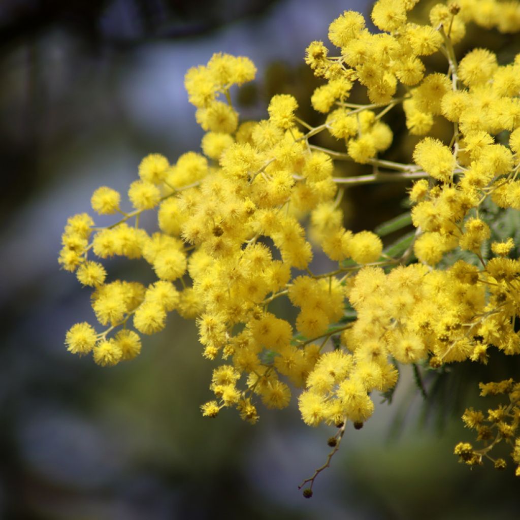 Acacia dealbata seeds - Winter Mimosa, blue wattle
