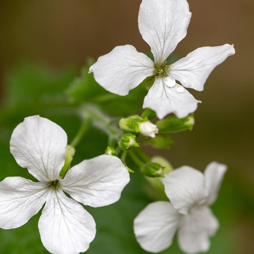 Lunaria annua Alba - Annual Honesty seeds