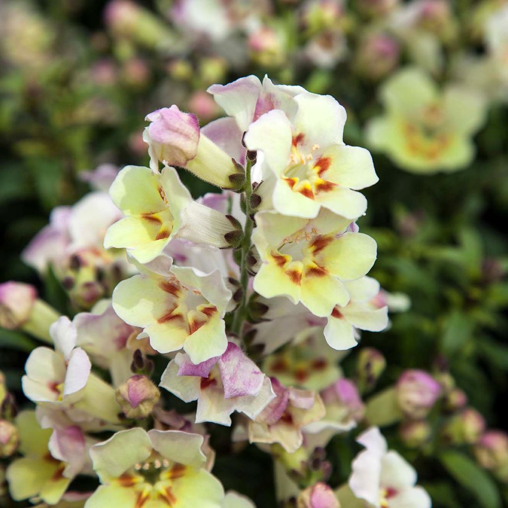 Antirrhinum majus Antiquity Lemon - Snapdragon