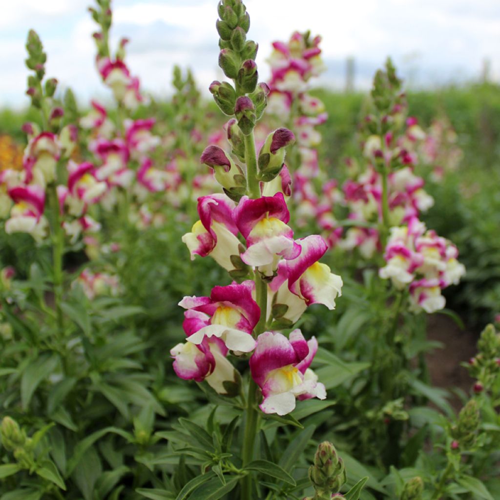 Snapdragon Cherry Twist Seeds - Antirrhinum x majus 