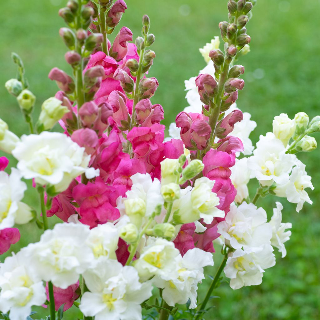 Snapdragon Madame Butterfly Mixed Seeds - Antirrhinum majus