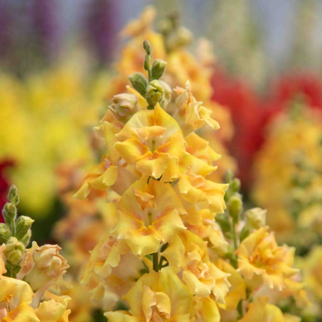 Antirrhinum majus Sweet Duet Citrus - Snapdragon