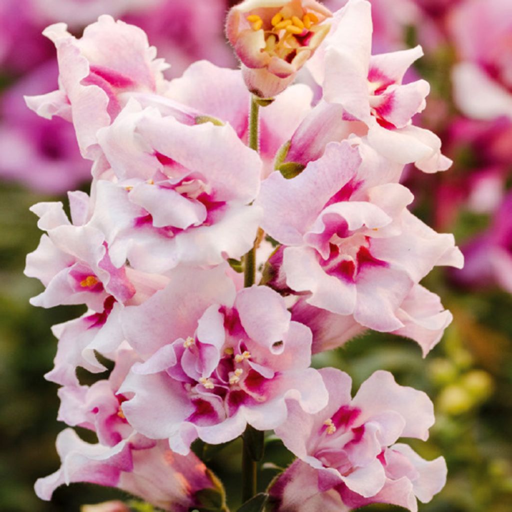 Snapdragon Twinny Orchid F1 seeds  - Antirrhinum majus