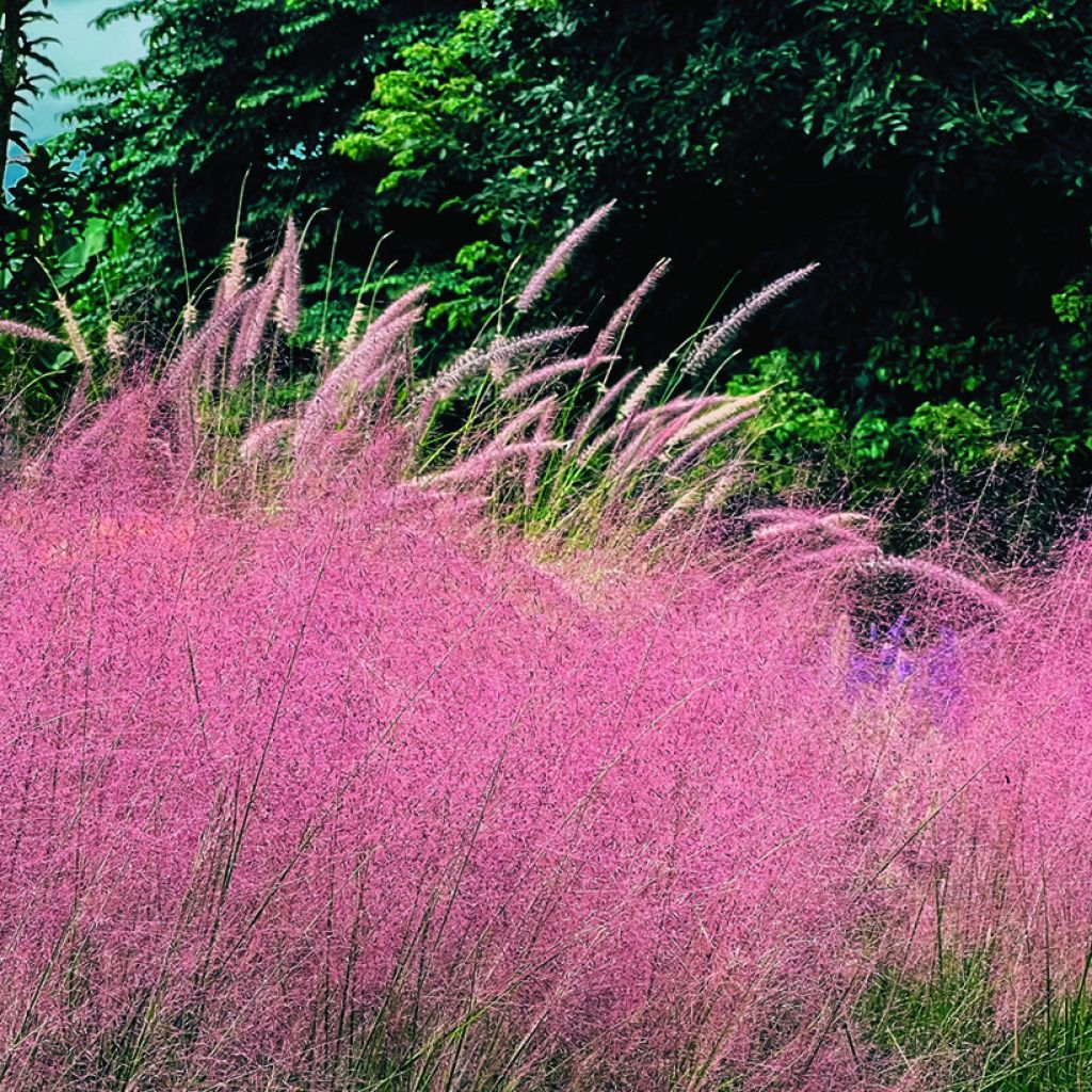 Muhlenbergia capillaris Ruby - Pink Muhly Grass seeds