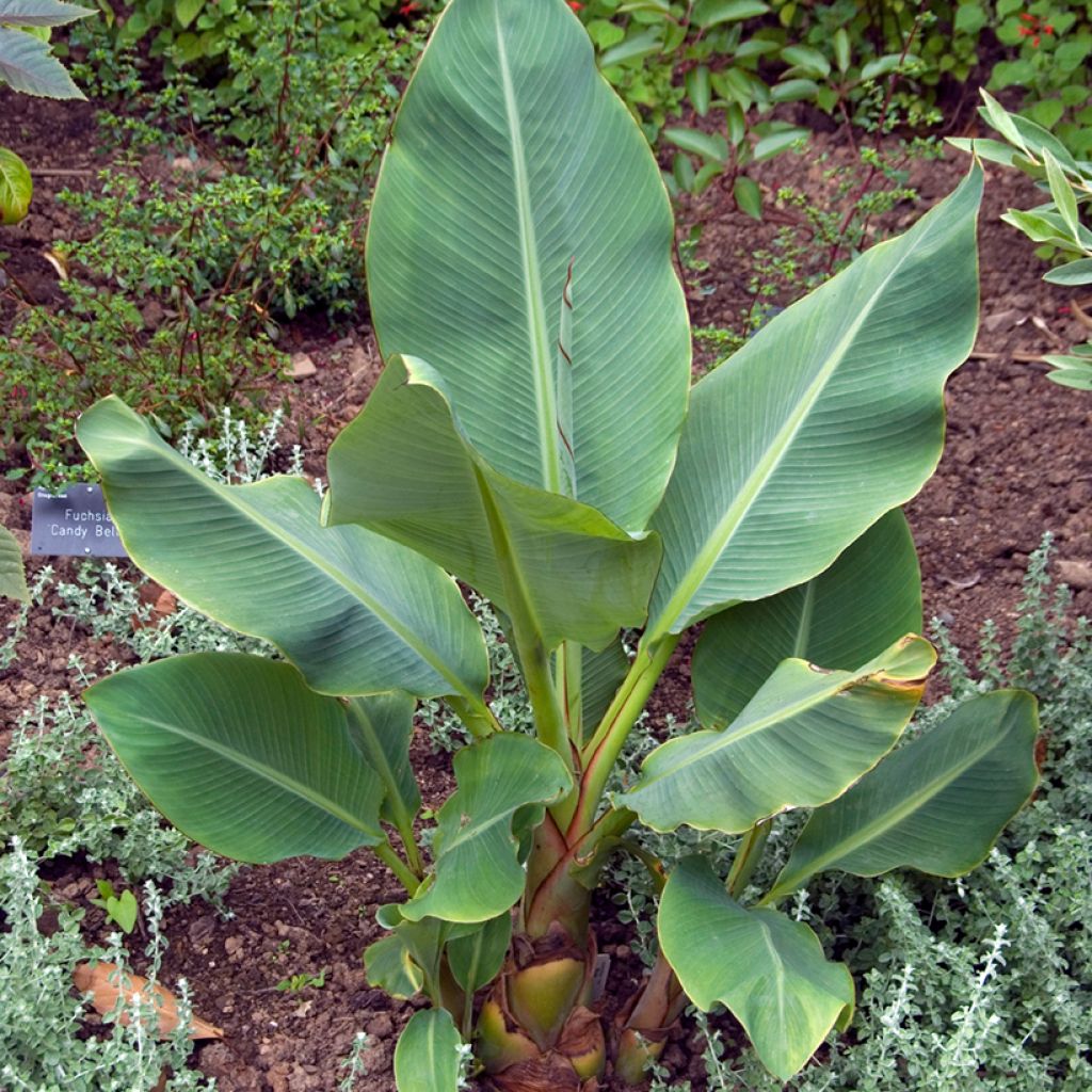 Musella lasiocarpa - Golden Lotus Banana seeds