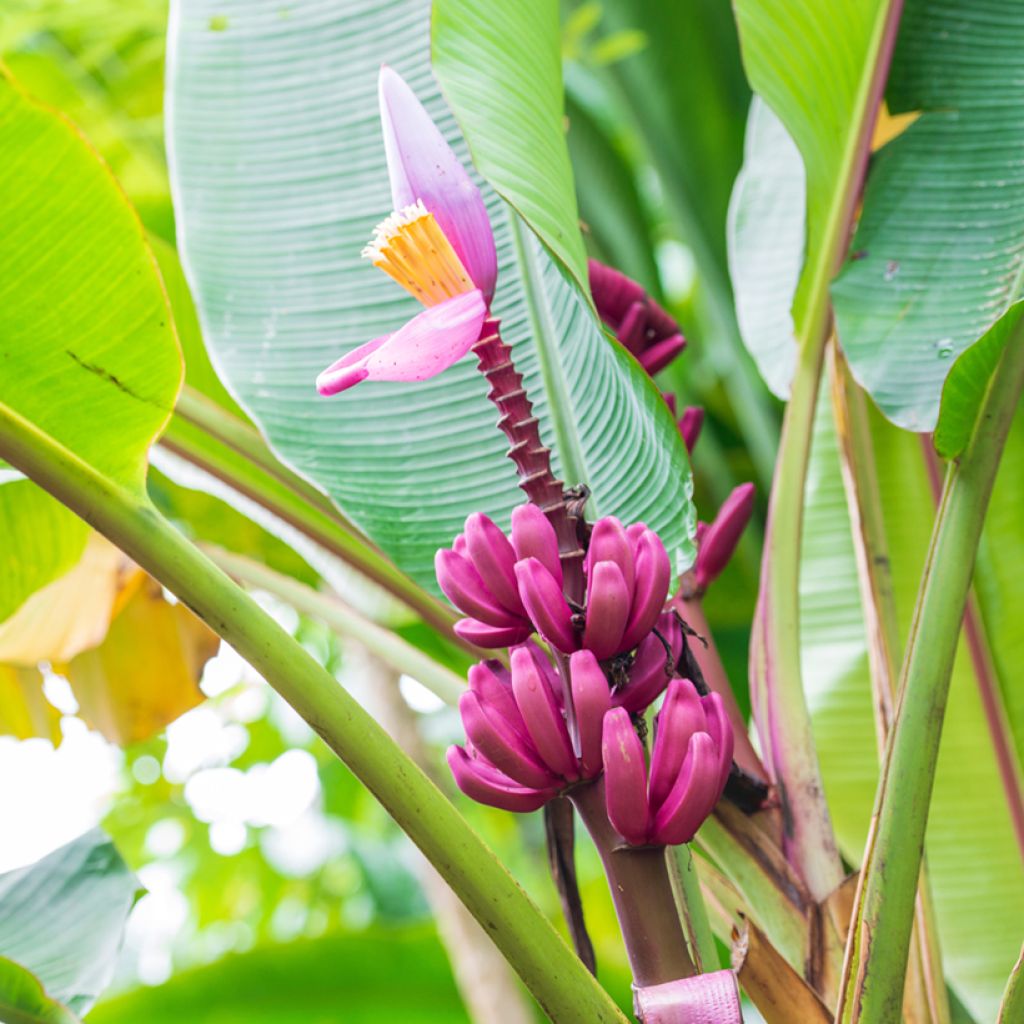 Musa velutina Seeds - Banana