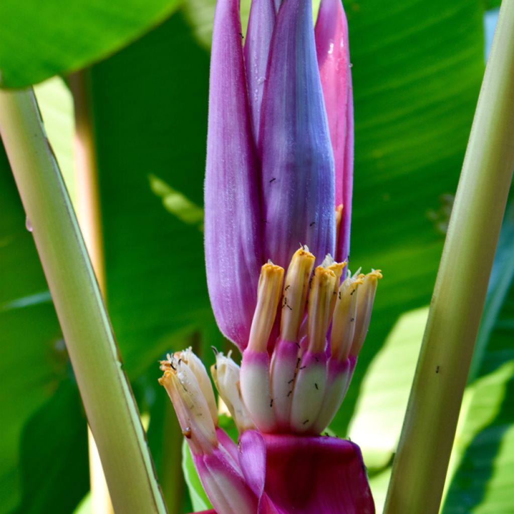 Musa velutina Seeds - Banana