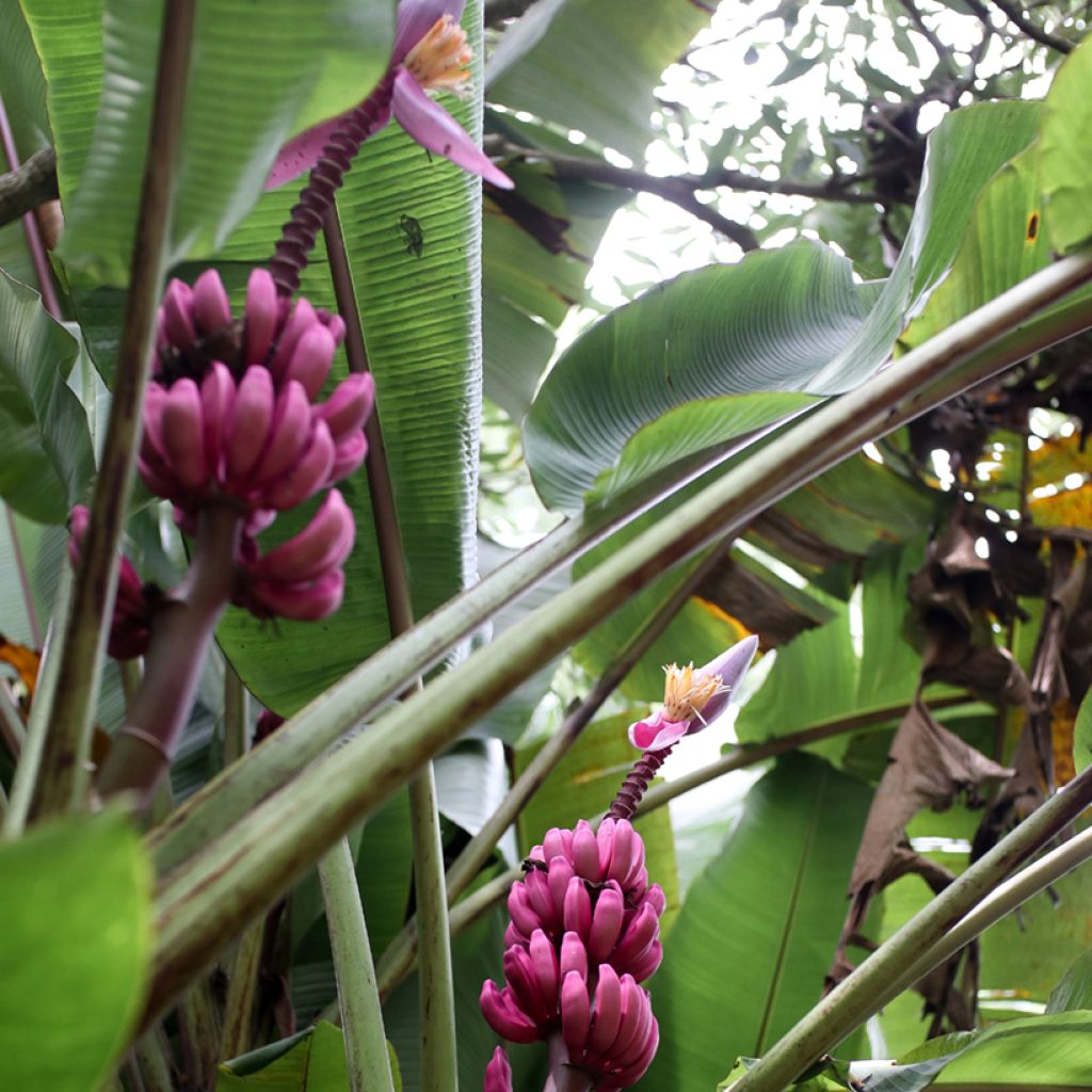 Musa velutina Seeds - Banana