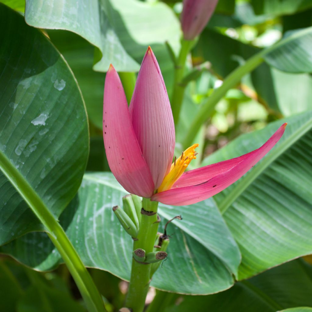 Musa velutina Seeds - Banana