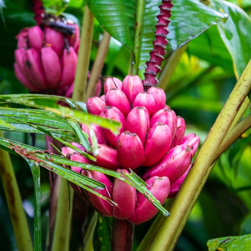 Musa velutina Seeds - Banana